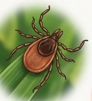 Как защититься от клещей