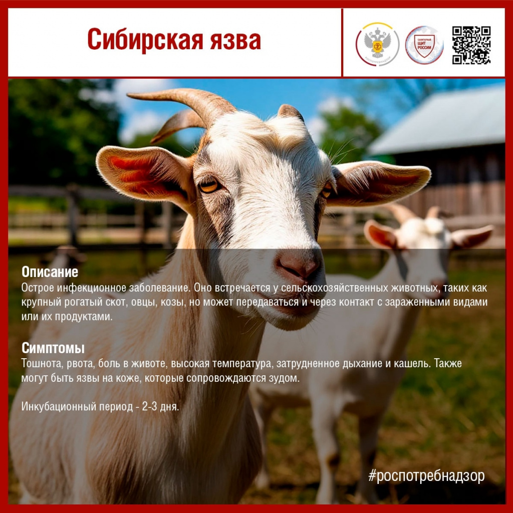 #санпросвет#